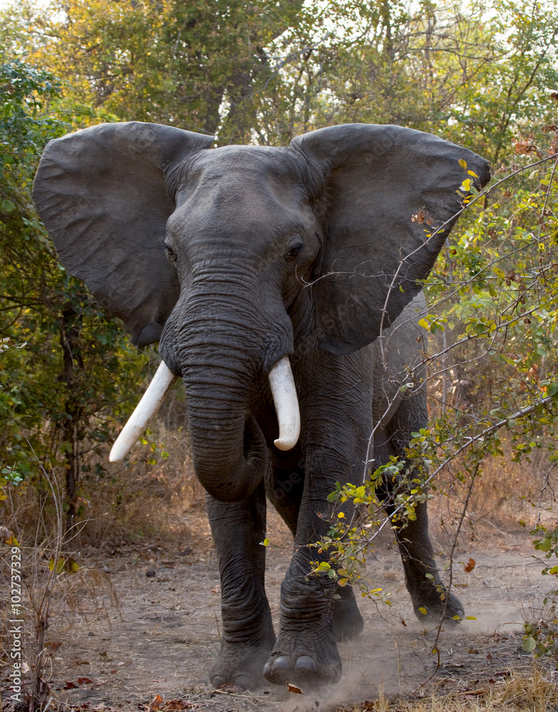 Obraz premium Angry elephant standing on the road. Zambia. South Luangwa National Park. An excellent illustration.