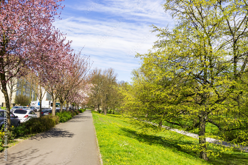 Naklejka premium Frühling im Park