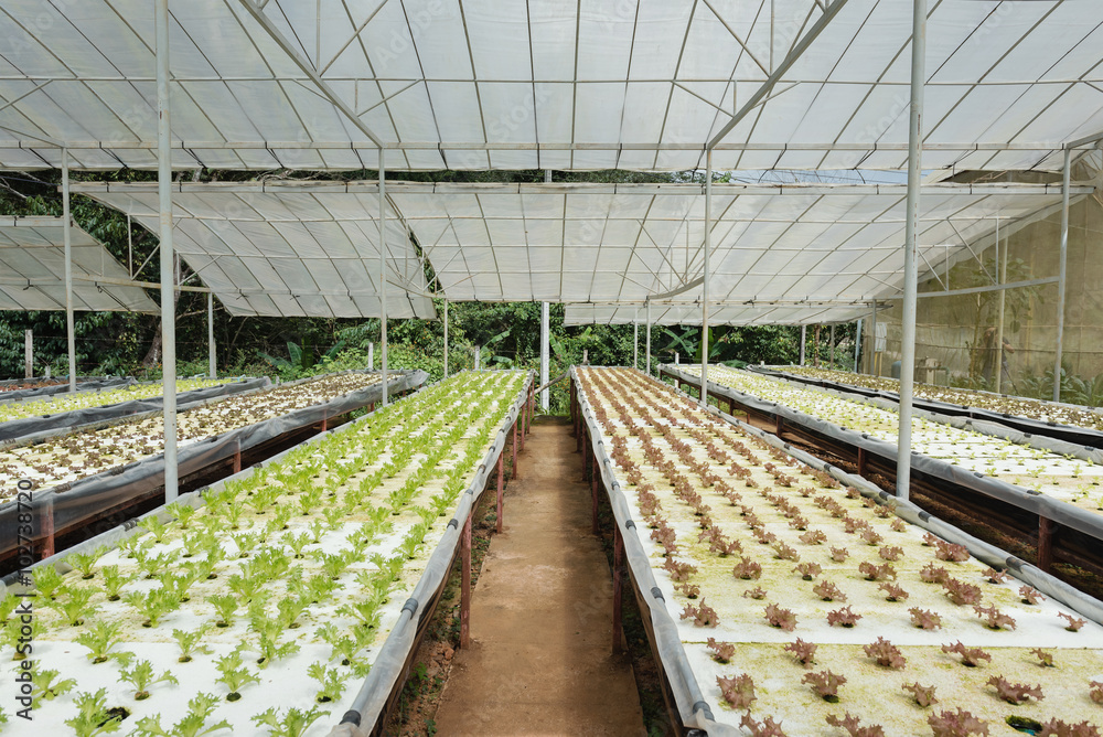 Young red oak, green oak, frillice iceberg , cultivation hydroponic green vegetable in farm plant, Chiang Mai Province Thailand