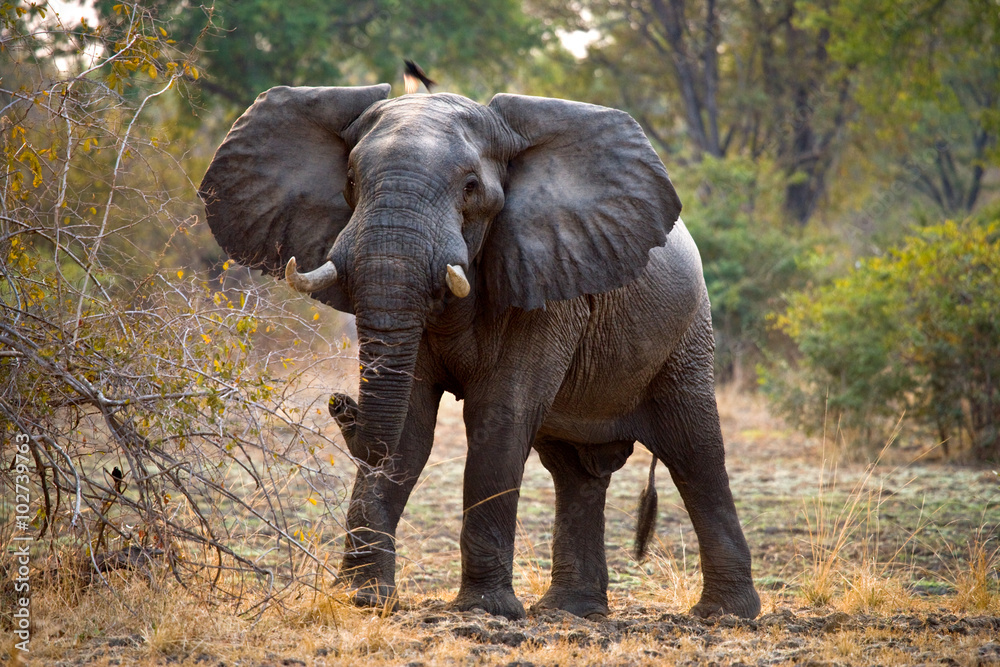 Obraz premium Wild elephant is standing in the bush. Zambia. South Luangwa National Park. An excellent illustration.