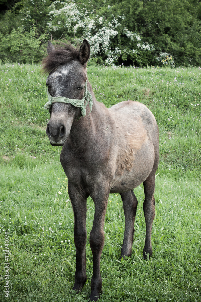 Brown horse standing in the meadow among yellow flowers.