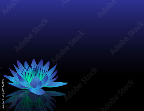 Fototapeta Naklejka Na Ścianę i Meble -  waterlilly_blue_black_bg_wide_eye_level