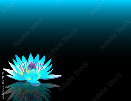 Fototapeta Naklejka Na Ścianę i Meble -  waterlilly_cyan_black_bg_wide_eye_level