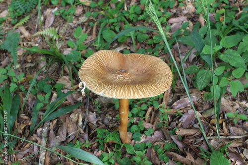 Cogumelo no jardim