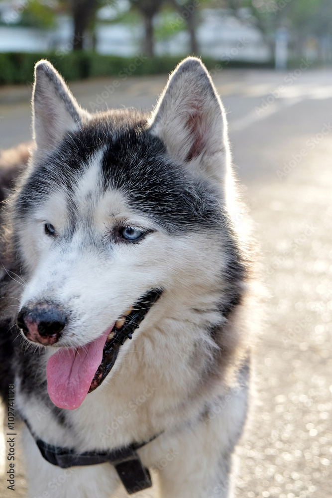 portrait of a dog, Siberian Husky