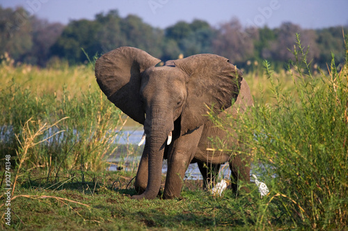 Slika na platnu Elephant standing on the grass near river Zambezi