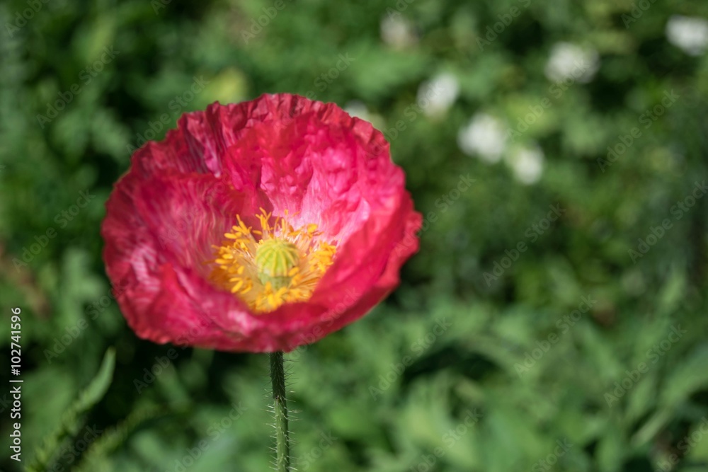 Beautiful Papaver somniferum