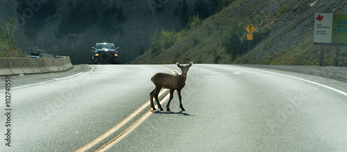 Canvas Print Young Deer walks across highway on a blind curve
