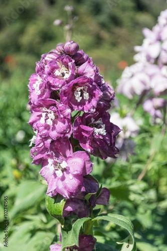 Matthiola Incana