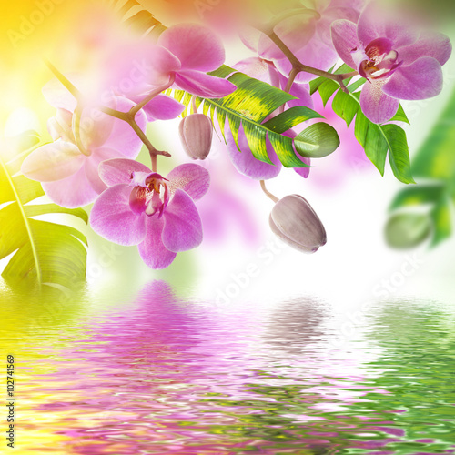 Fototapeta Naklejka Na Ścianę i Meble -  Floral background of tropical orchids