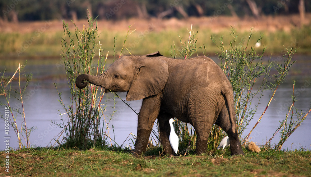 Obraz premium Baby elephant standing in the grass near the river. Zambia. Lower Zambezi National Park. Zambezi River. An excellent illustration.