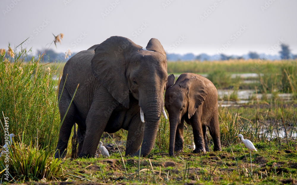 Fototapeta premium Elephant with baby near the Zambezi River. Zambia. Lower Zambezi National Park. Zambezi River. An excellent illustration.