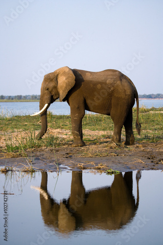 The elephant stands next to the Zambezi river with reflection in water. Zambia. Lower Zambezi National Park. Zambezi River. An excellent illustration. © gudkovandrey