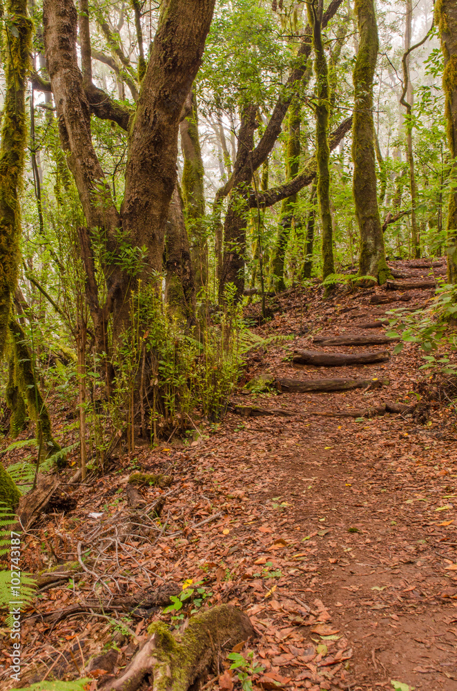 Path in El Cedro, laurel forest in La Gomera.