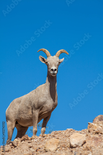 Fototapeta Naklejka Na Ścianę i Meble -  Desert Bighorn Sheep Ewe