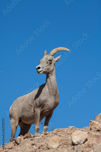 Desert Bighorn Sheep Ewe
