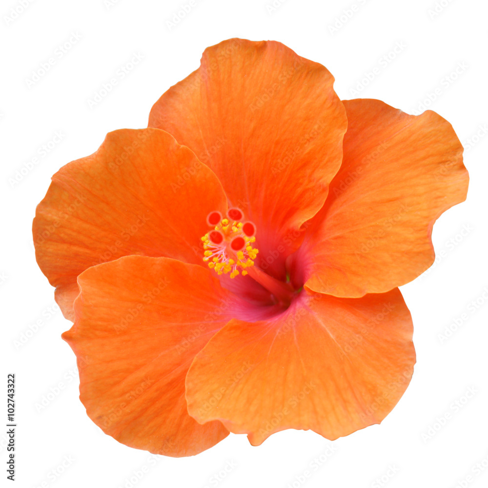 Orange Hibiscus on white background with path Orange Hibiscus on white background with path