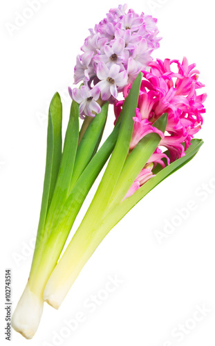 Pink and violet hyacinths