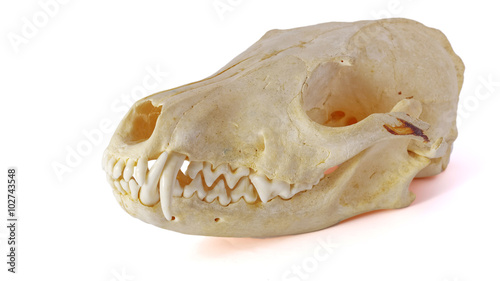 Fox skull