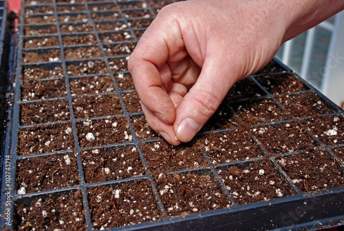 Farmer starting seeds in a greenhouse