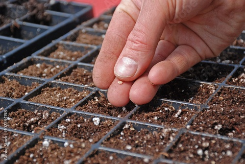 Farmer starting seeds in a greenhouse