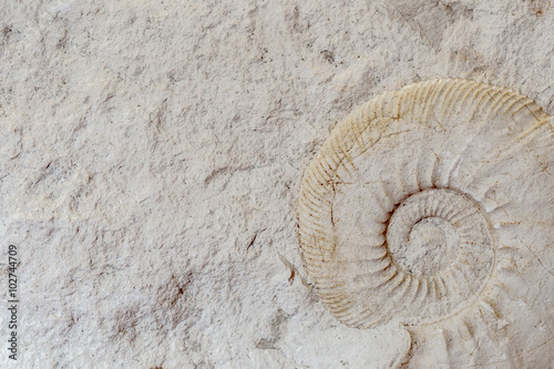 ein freigestellter Ammonit