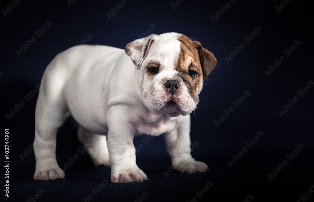 ENGLISH Bulldog puppy on dark background