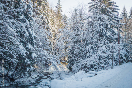 Зимний морозный лес. Стройные заснеженные ёлки
