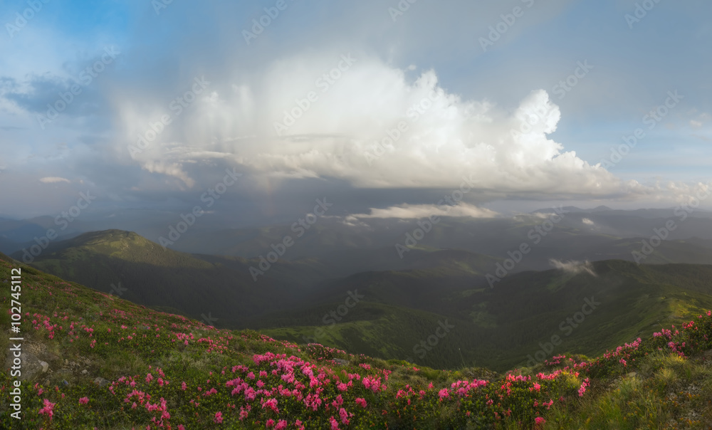 Carpathian Mountains. Panorama. Clouds in the sky, rhododendrons in bloom on the slopes