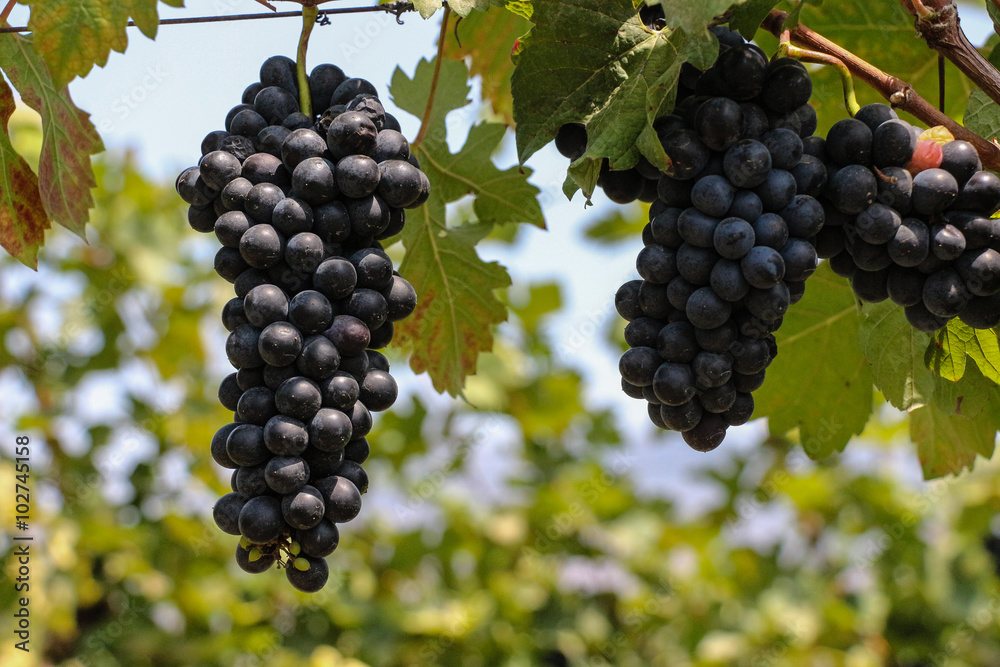 Red bunch of grapes hanging on the vineyard