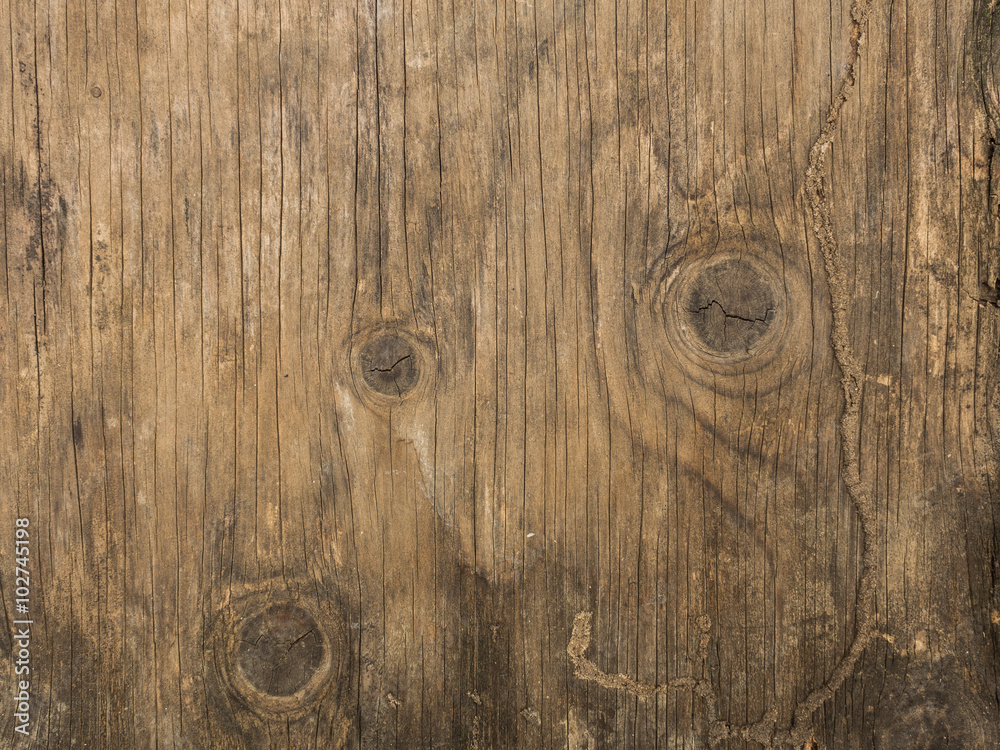 Obraz premium Texture of bark old wood use as natural background