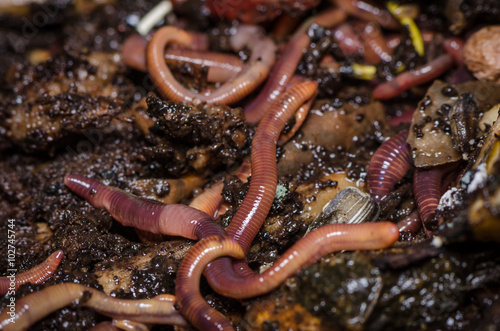 Kompostwürmer (Eisenia fetida)