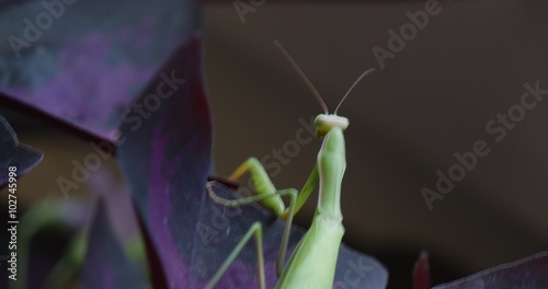 Mantis Blurred is Walking by The Violet Leaf Plant Leaves European Mantis Praying Mantis Mantis Religiosa