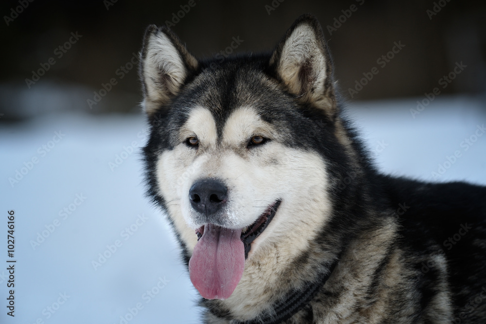 Alaskan Malamute portrait