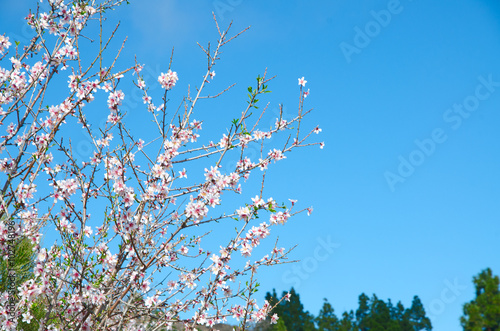 almond tree in spring with copyspace