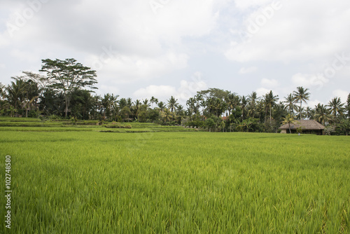 Arrozales verdes en la isla de Bali