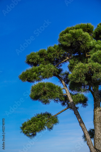 Japanese pine tree, Pinus densiflora in a park on a blue sky background photo