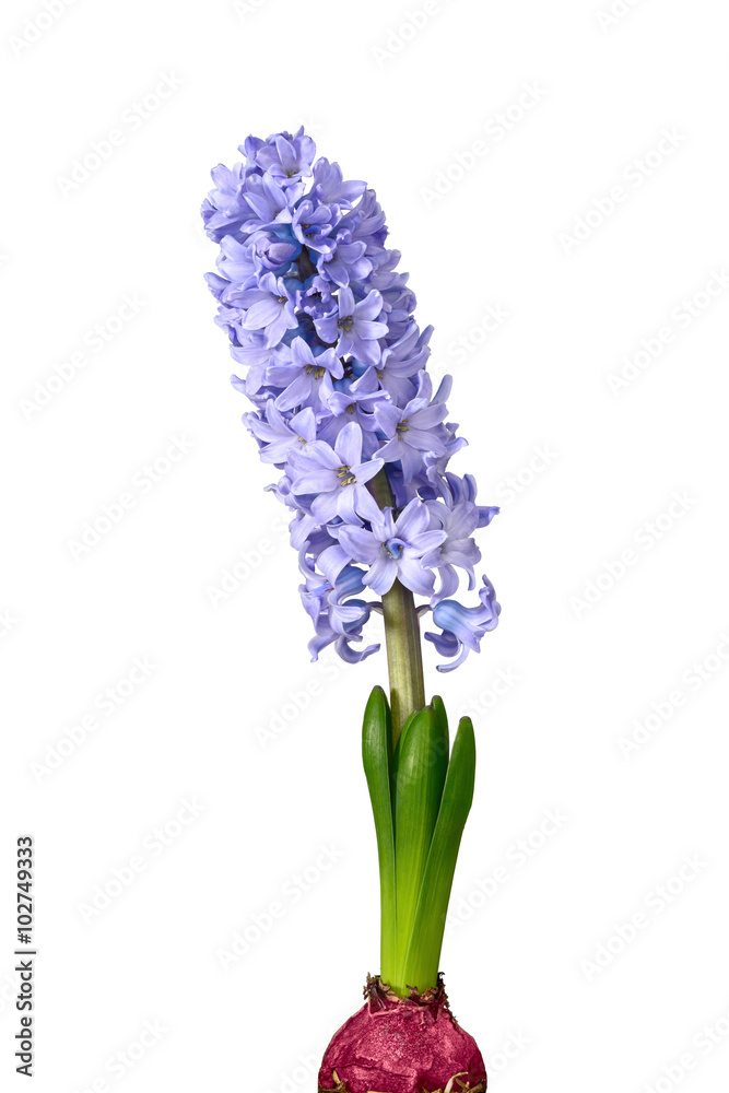 Fototapeta premium purple hyacinth flowers on white