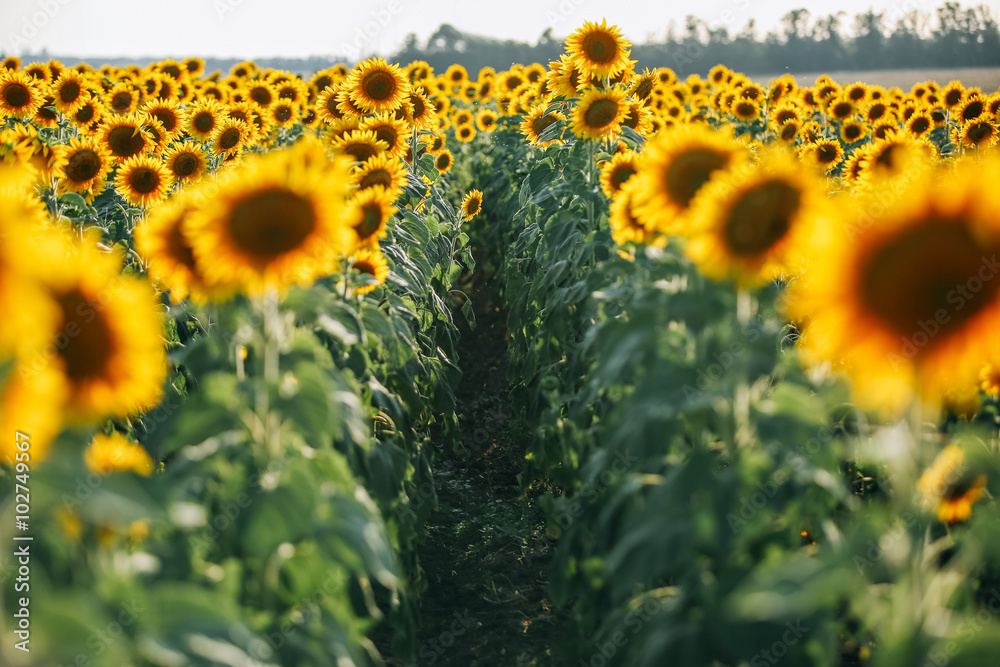 Fototapeta premium sunflowers field, road summer