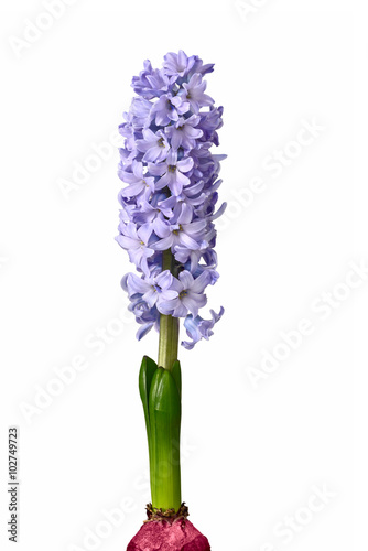 purple hyacinth flowers on white