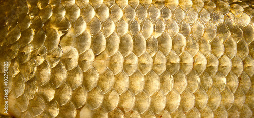 Crucian carp scales, close-up - natural texture