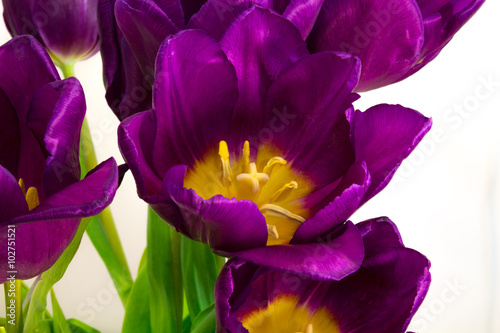 Fototapeta Naklejka Na Ścianę i Meble -  Purple tulips on the light background