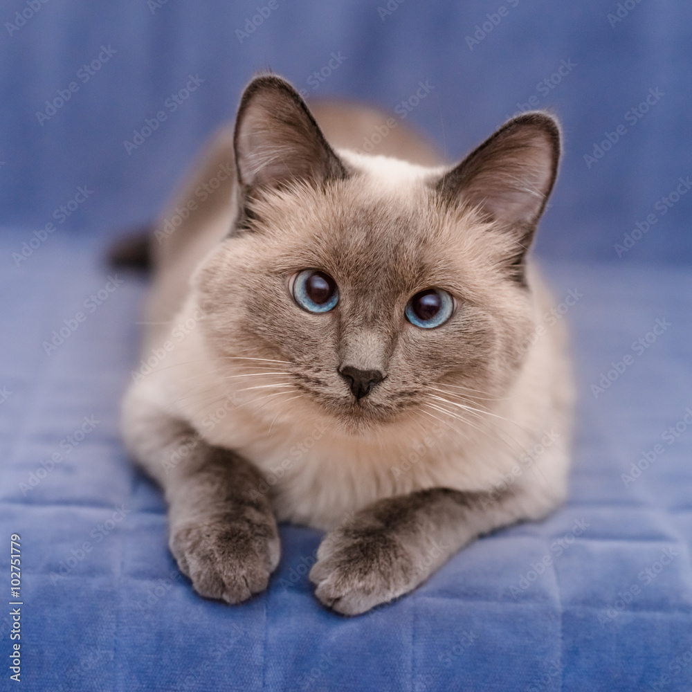 Cute colorpoint blue-eyed cat lying on blue sofa and looking at camera