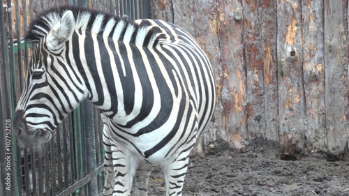 Close up of the Zebra.. 4K UltraHD video. photo