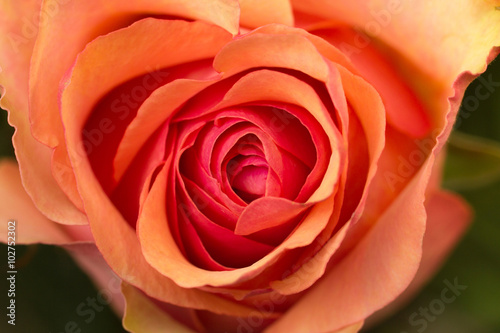 red pink rose flower bud closeup