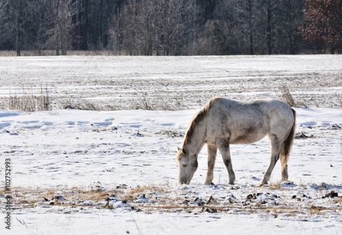 Horse in Snow