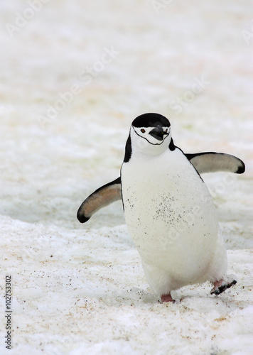 A happy chinstrap penguin in Antarctica.