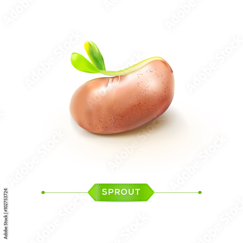 Young sprout with seed vector