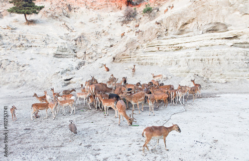 herd of deer grazing on the cliff 
