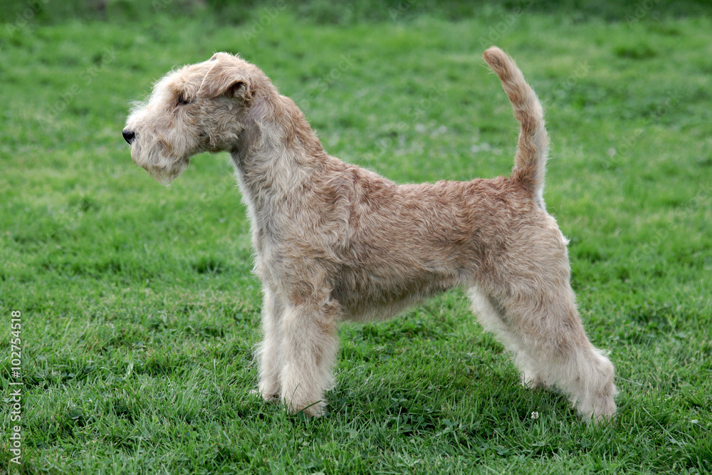 Typical Lakeland Terrier on a green grass lawn Typical Lakeland Terrier on a green grass lawn